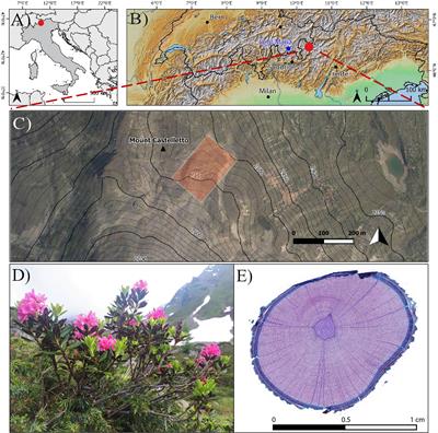 Vessels in a Rhododendron ferrugineum (L.) population do not trace temperature anymore at the alpine shrubline